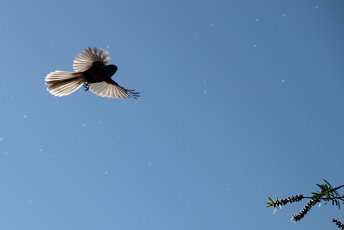 fantail feeding fantail feeding